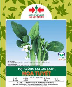 Hạt giống rau cải ngồng (10gr)