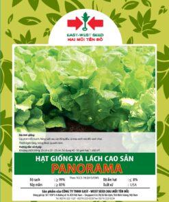 Hạt giống rau Xà lách