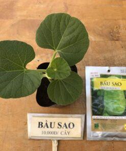 Hạt giống bầu sao (10 hạt)