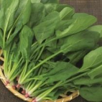 Hạt giống rau cải bó xôi (5gr)
