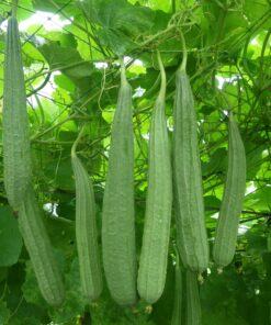 Hạt giống rau mướp khía (10hat)