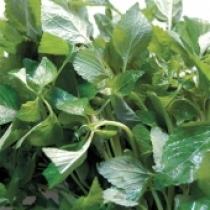 Hạt giống rau kinh giới (5gr)